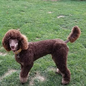 Meet your Posher, Bobbi